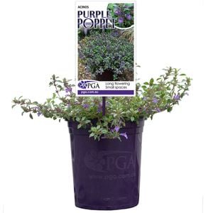 140mm Acinos Purple Poppet