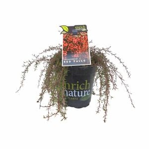 170 mm Leptospermum Red Falls
