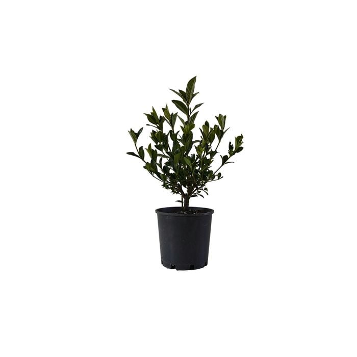 200mm Gardenia Aimee Yoshiba