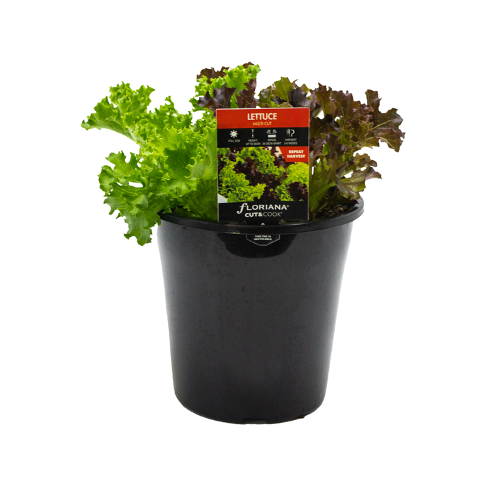 180mm Lettuce Multi Cut - Lactuca sativa - Cut & Cook
