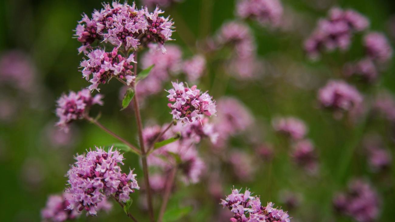 Close up of a native oregano plant with small purple flowers.