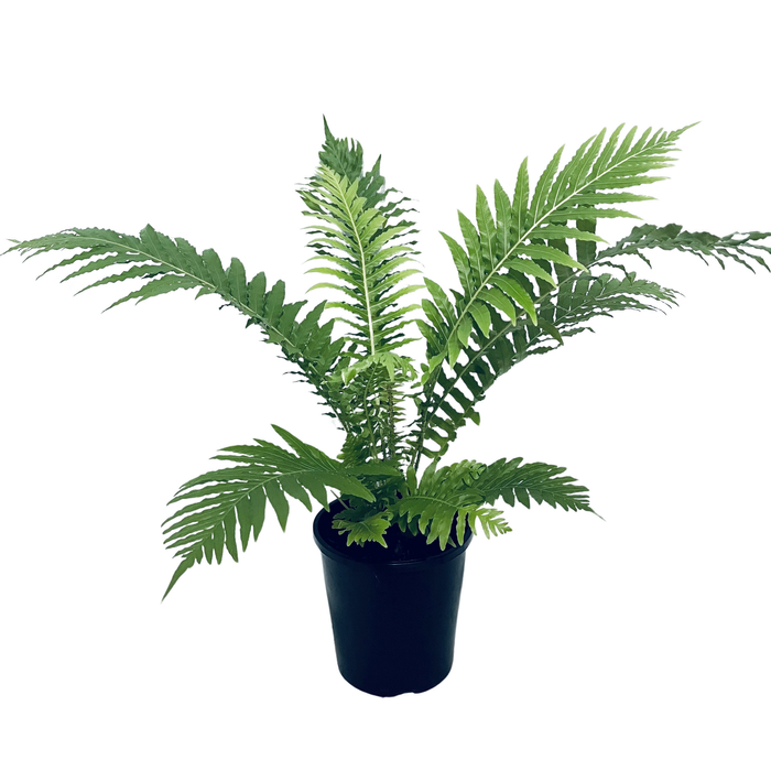 140mm Silver Lady Fern - Blechnum gibbum