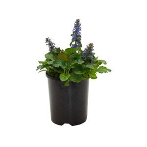 140mm Purple Bugle - Ajuga reptans purpurea