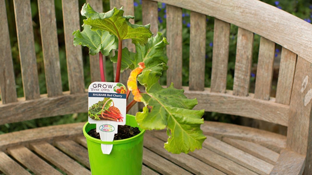 Young red cherry potted rhubarb plant sitting on a wooden bench chair