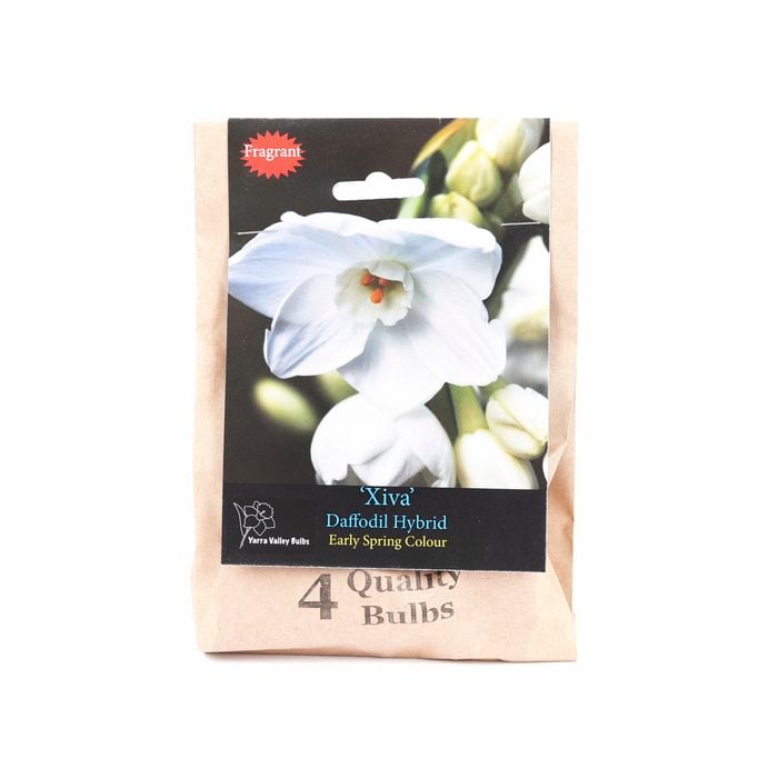Yarra Valley Bulbs Daffodil Xiva - 5 Pack