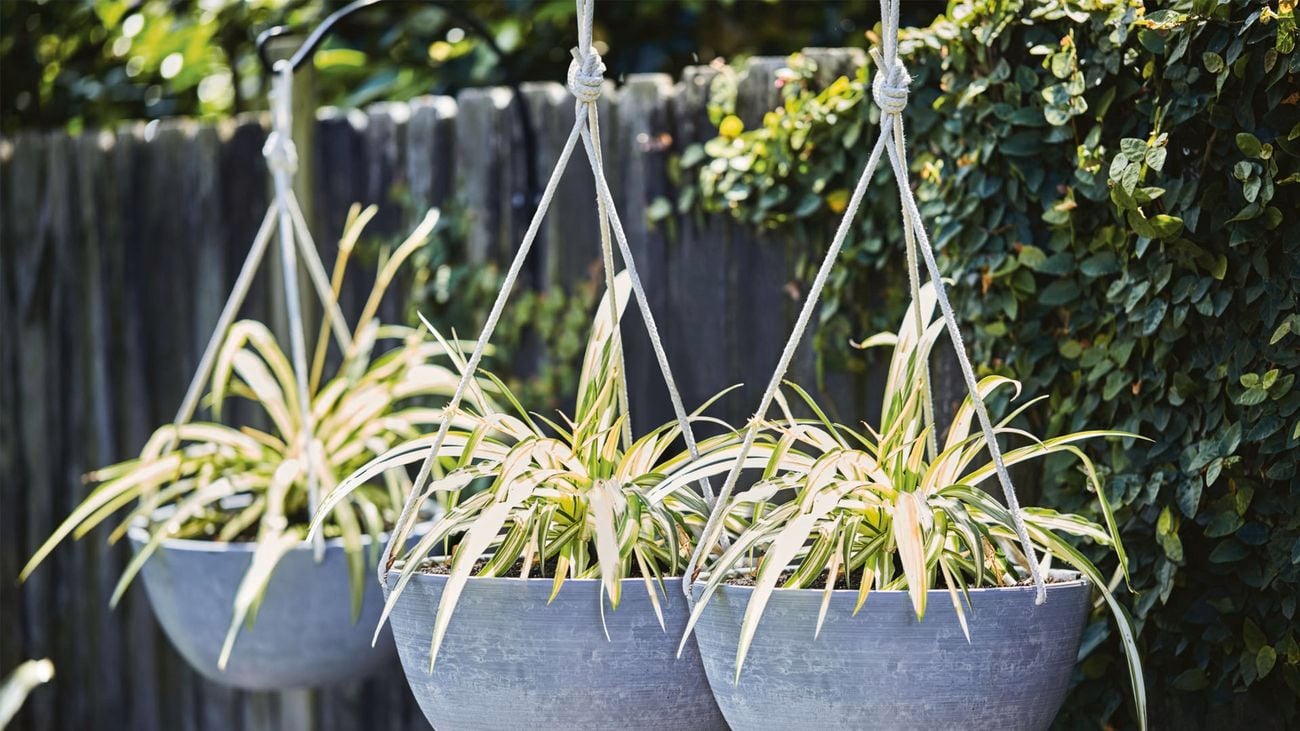 Spider plant hanging in pot