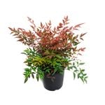 1.9L Nandina Obsession - Nandina domestica