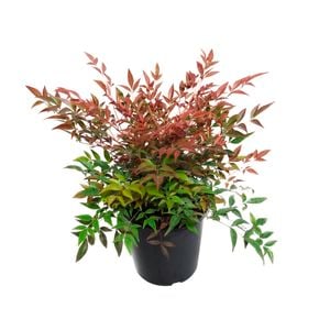 1.9L Nandina Obsession - Nandina domestica