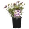 140mm Osteospermum Flowerpower Double Regal Passions Range