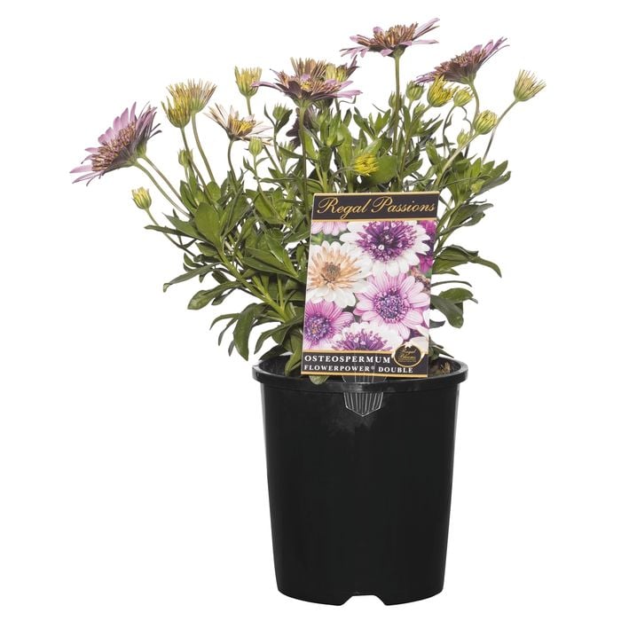 140mm Osteospermum Flowerpower Double Regal Passions Range