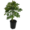 4.7L Wisteria Assorted - Wisteria