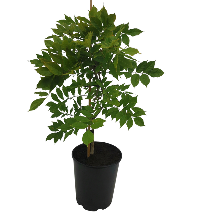 4.7L Wisteria Assorted - Wisteria
