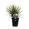 1.9L Lomandra Lime Tuff - Lomandra longifolia x confertifolia