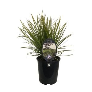 1.9L Lomandra Lime Tuff - Lomandra longifolia x confertifolia