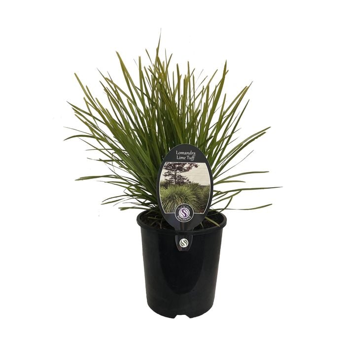 1.9L Lomandra Lime Tuff - Lomandra longifolia x confertifolia