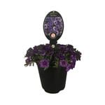 3.5L Calipetite Assorted - Calibrachoa