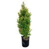 25L Eugenia Lilly Pilly - Eugenia ventinati