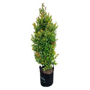 25L Eugenia Lilly Pilly - Eugenia ventinati