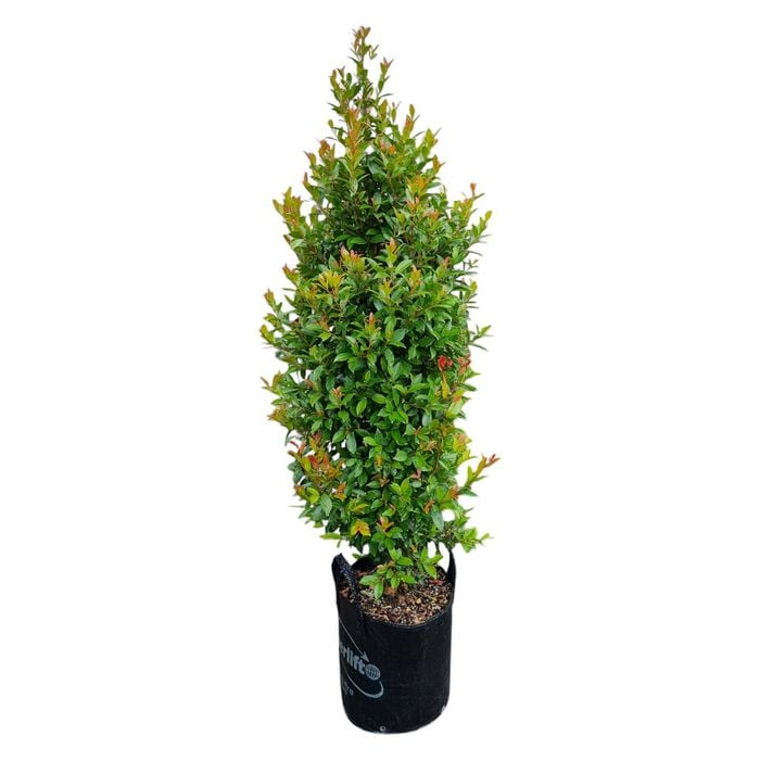 25L Eugenia Lilly Pilly - Eugenia ventinati