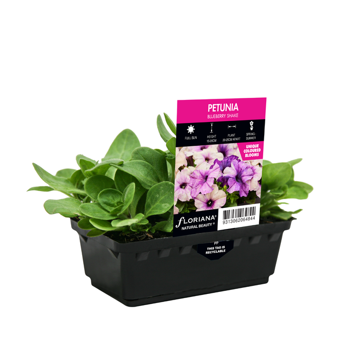 Petunia Blueberry Shake Punnet - Petunia multiflora