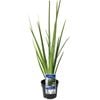140mm Evergreen Spanish Iris - Dietes bicolour