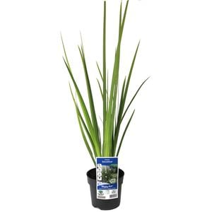 140mm Evergreen Spanish Iris - Dietes bicolour