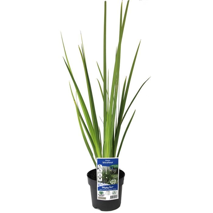 140mm Evergreen Spanish Iris - Dietes bicolour