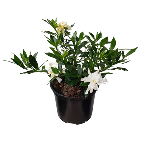 2L Gardenia - Gardenia radicans