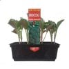 Punnet Broccoli Green Dragon - Brassica oleracea
