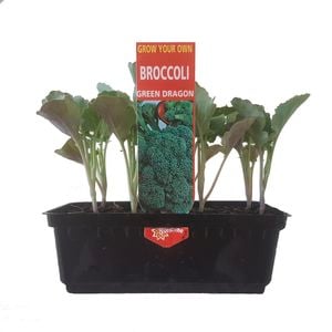 Punnet Broccoli Green Dragon - Brassica oleracea