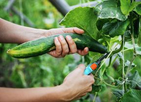 Cucumber being cut off plant.