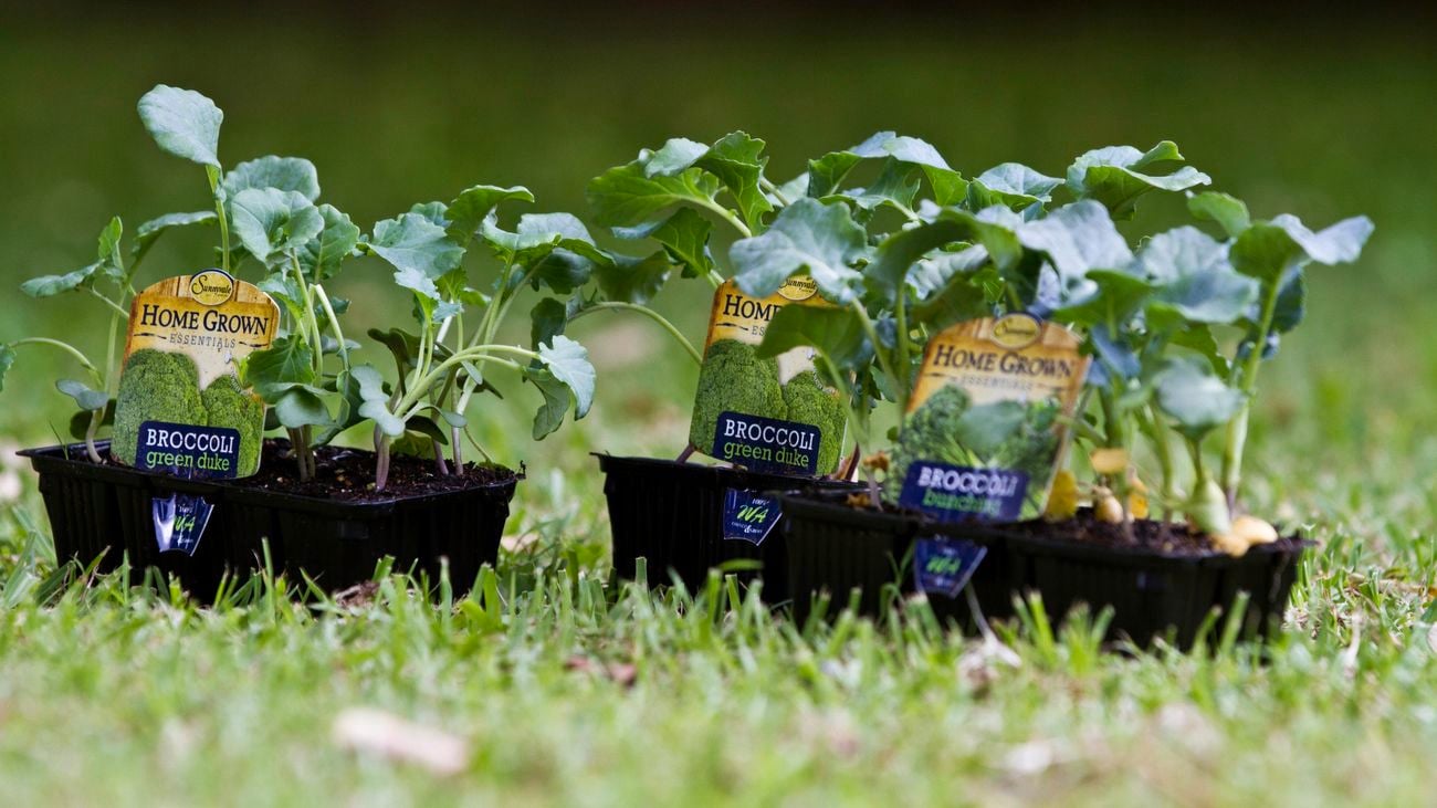 Broccoli seedlings.