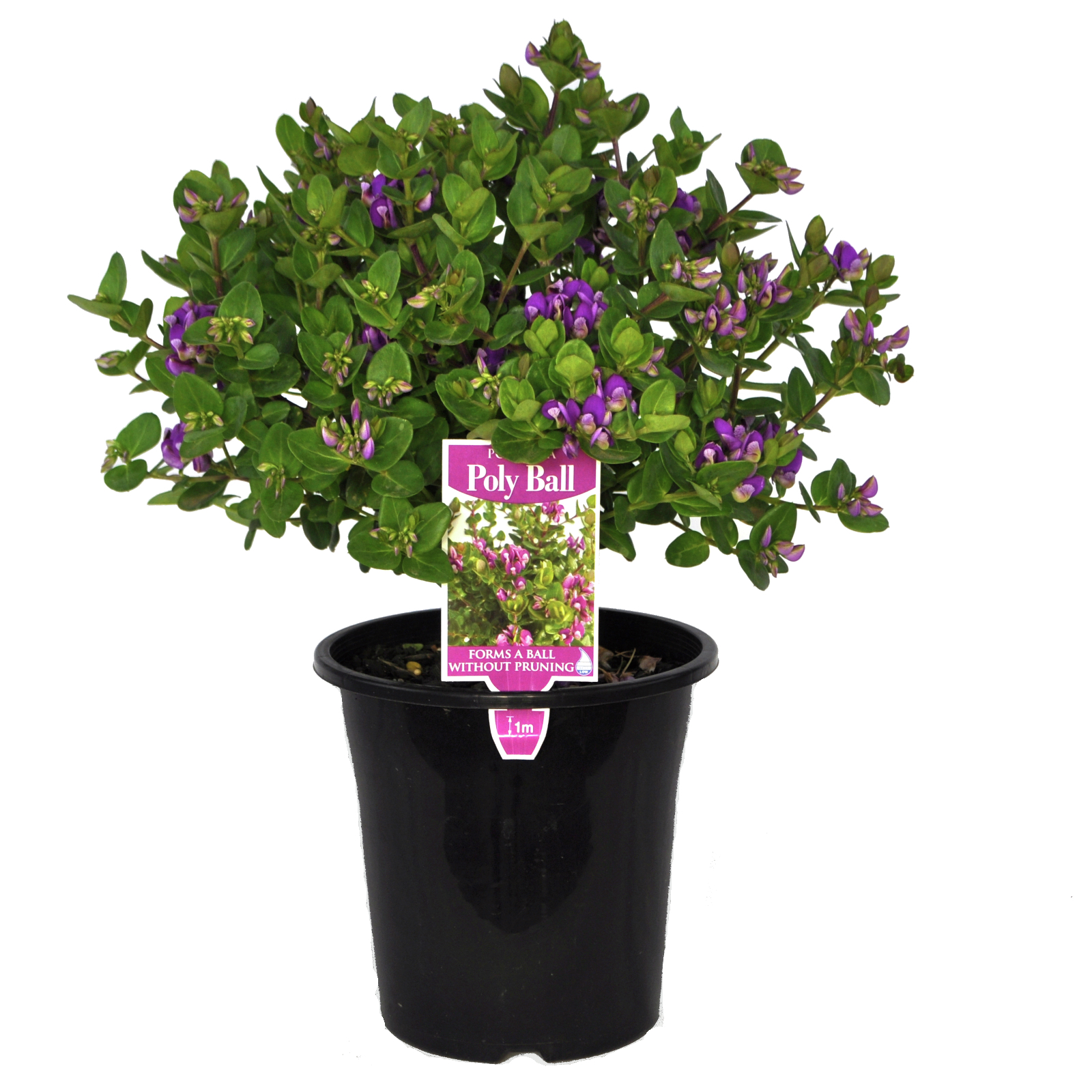 180mm Polygala Poly Ball - Polygala myrtifolia x oppositifolia