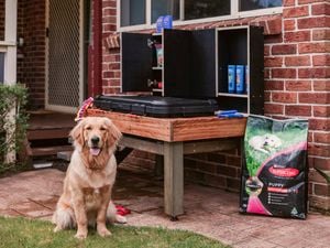  A golden retriever sits on a lawn beside a raised wooden dog-wash station with storage shelves, dog shampoo bottles, and grooming supplies, set against a brick house wall.