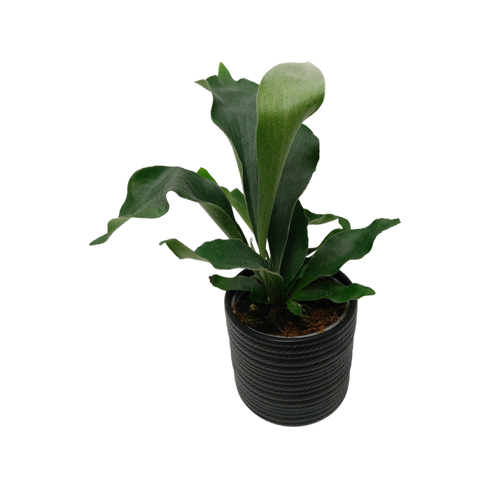120mm Platycerium bifurcatum in Ceramic Pot