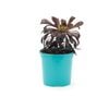 105mm Bright and Easy - Aeonium Zwartkop