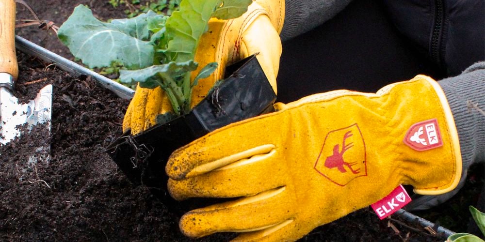 Planting in the veggie patch
