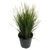 1.9L Lomandra Nyalla - Lomandra longifolia