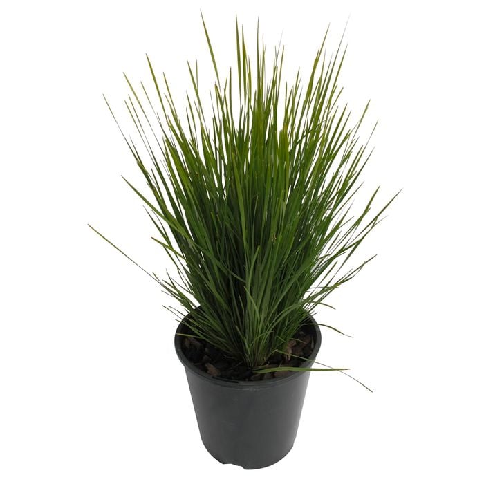 1.9L Lomandra Nyalla - Lomandra longifolia