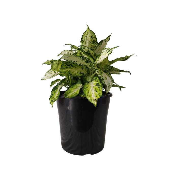 200mm Dumb Cane Plant - Dieffenbachia maculata Amy