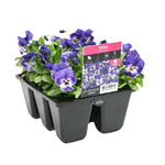 6 Cell Fusion Flowers Viola China Blue - Viola cornuta