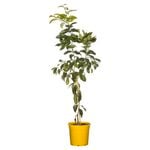 200mm Lisbon Lemon Tree - Citrus limon