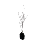 15L Maple - Acer palmatum Shainia