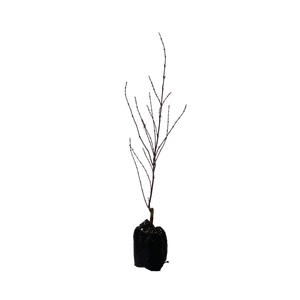 15L Maple - Acer palmatum Shainia