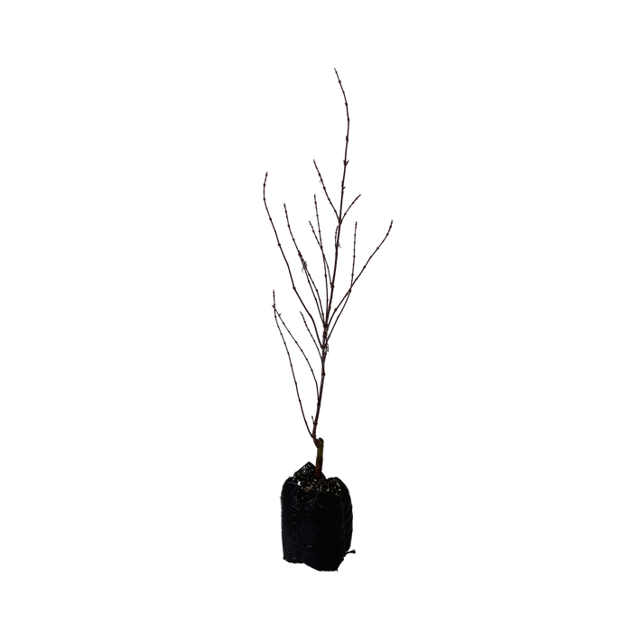 15L Maple - Acer palmatum Shainia