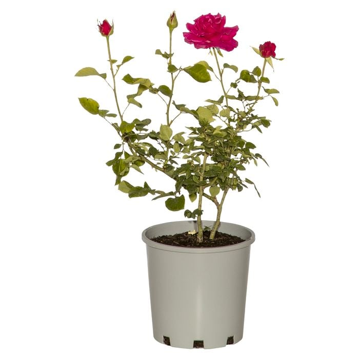200mm New Release Bush Rose - Rosa species