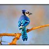 Lue Jay Sitting on A Tree Branch  Print 100% Australian Made 90x60cm  (Poster)