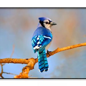 Lue Jay Sitting on A Tree Branch  Print 100% Australian Made 90x60cm  (Poster)