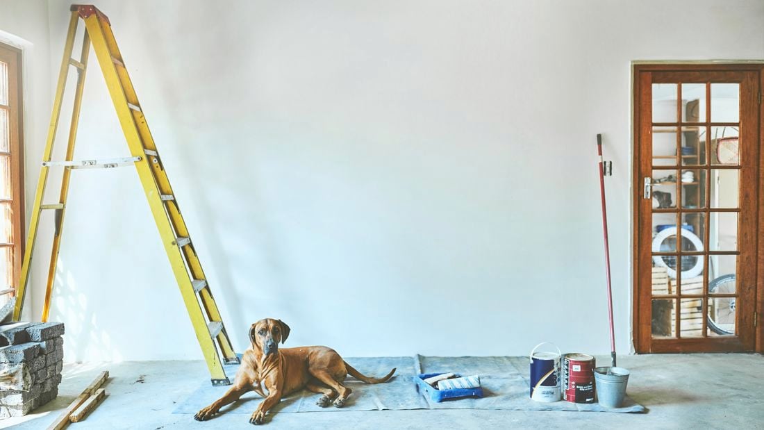 An A frame ladder inside on a drop sheet next to a dog and paint equipment