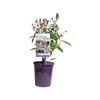140mm Shooting Stars Pink - Tricyrtis formosiana Pink Freckles